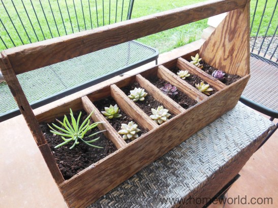 Succulents need full sunlight so I planted these guys in a wooden toolbox with a handle so I can easily moved them from outside to inside.
