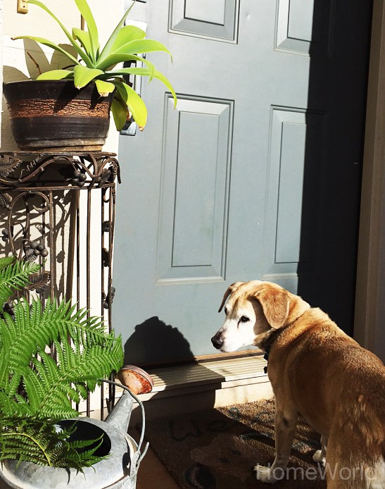 I just had to include this picture because my dog, Chester is so camera-shy.