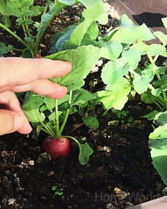 My first crop of radishes grown with a mixture of compost and potting soil.