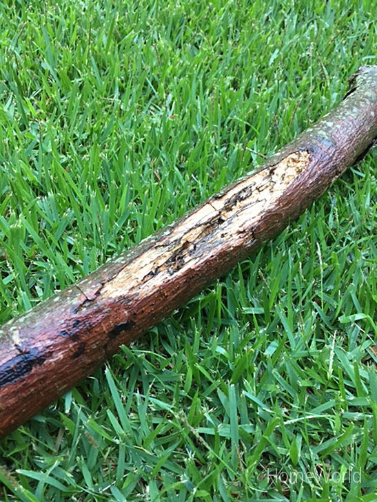 branch with rotted middle section